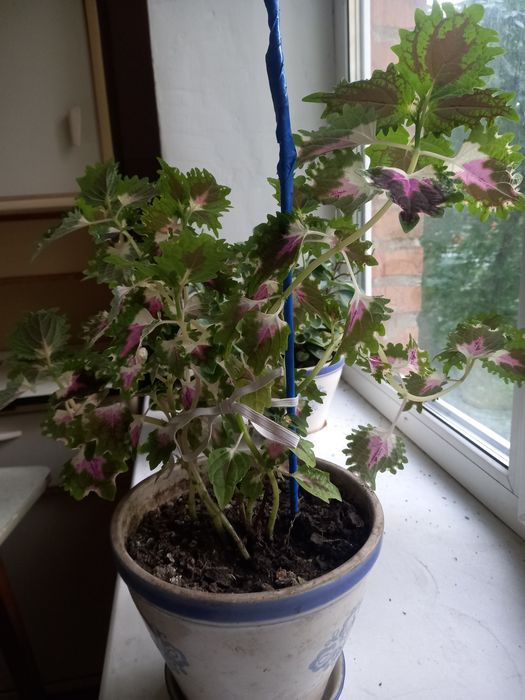 Комнатные растения. Дёшево. Толстянка, колеус и др