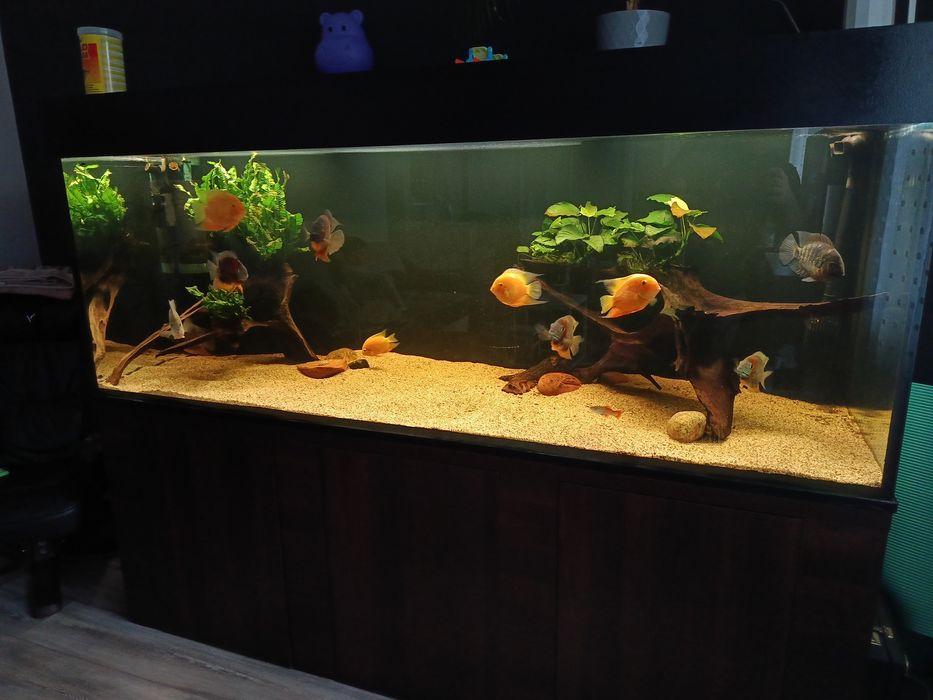 Akwarium 980 l (Zestaw)