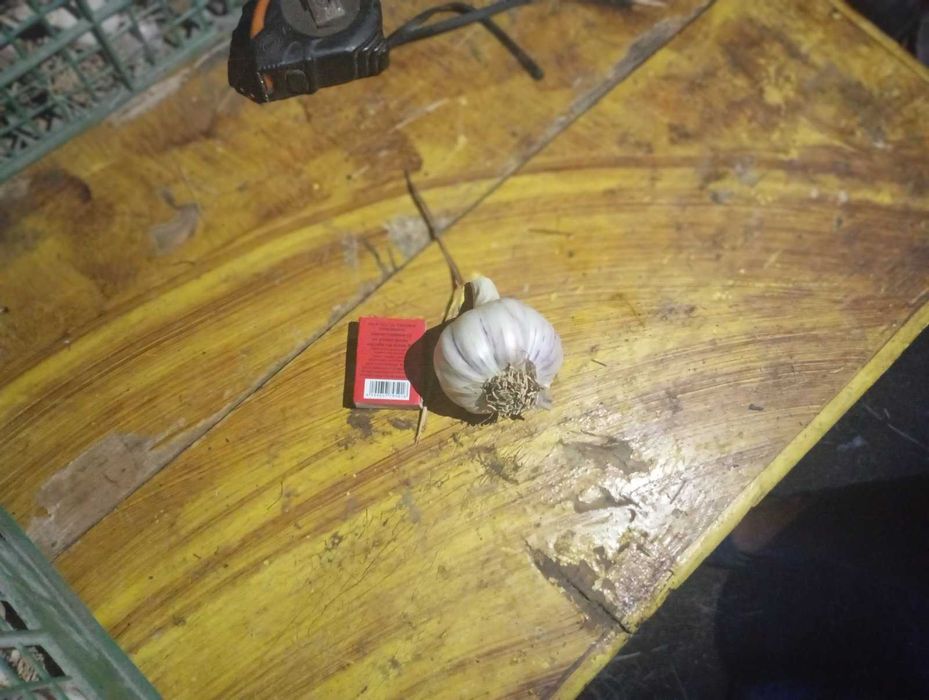 Часник  домашній