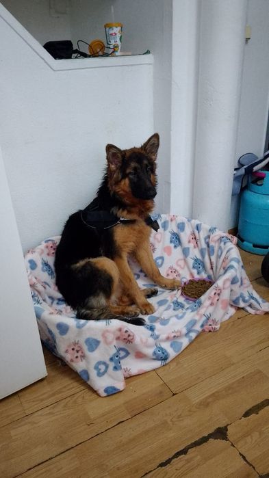 Vendo pastor alemão (menina)