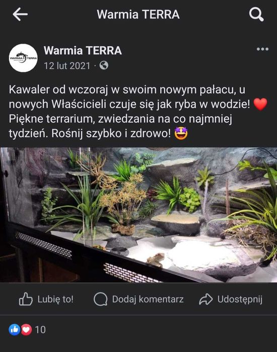 Agama brodata Orange 5 lat