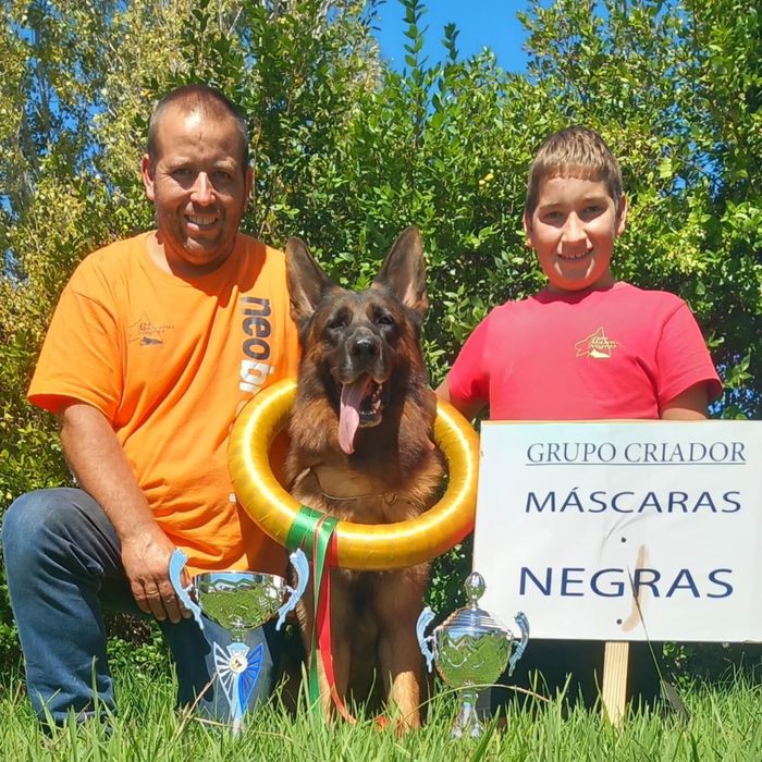 Fêmea Pastor Alemão com LOP e Afixo