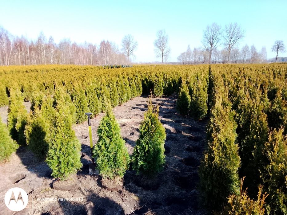 Tuja Szmarmaragd 120-140cm Łebskie Rośliny