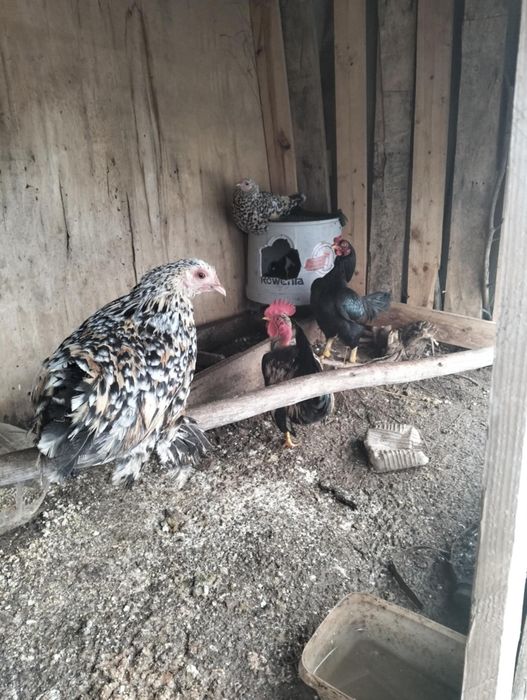 Caquitas  belgeares Mil Flores