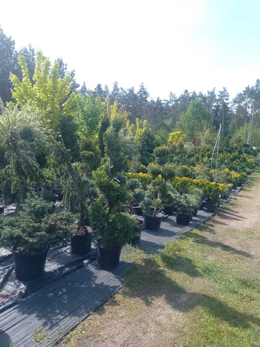 Likwidacja tuja szmaragd brabant 1,99 zl/szt