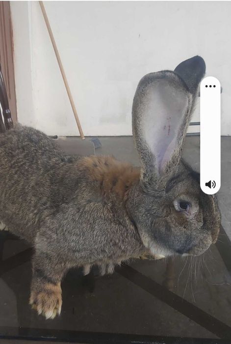 Olbrzym belgijski samiec BOS