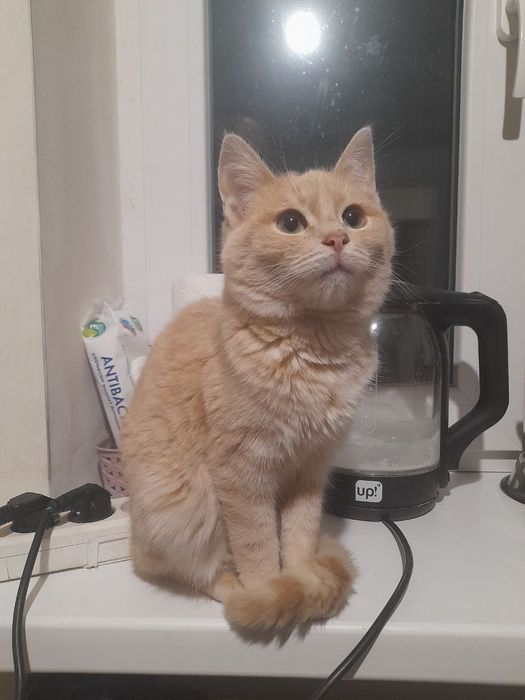 Котята отдам котенок мальчик