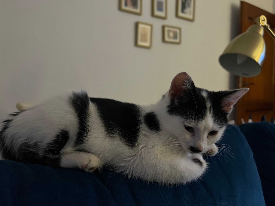 zaginęła czarno-biała kotka