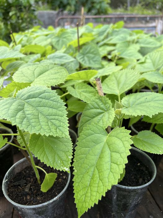 Paulownia elongata