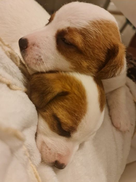 Джек Рассел терьер