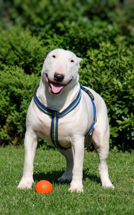 Бультер'єр КСУ стандарт цуценята топ