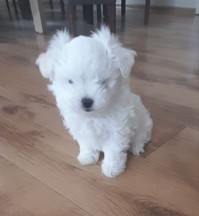 Maltańczyk śliczny maleńki piesek