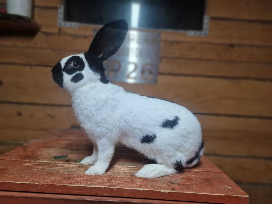 królik olbrzym srokacz osc 1.0 samiec rodowód