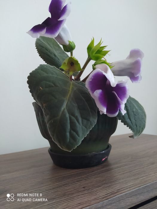 Глюксинія фіолетова