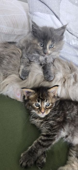 Kotka maine coon