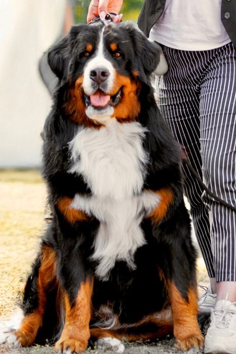 Племінний кобель бернського зенненхунда.