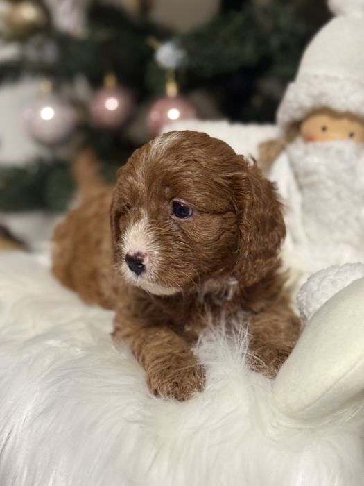Cavapoo chłopak DO ODBIORU