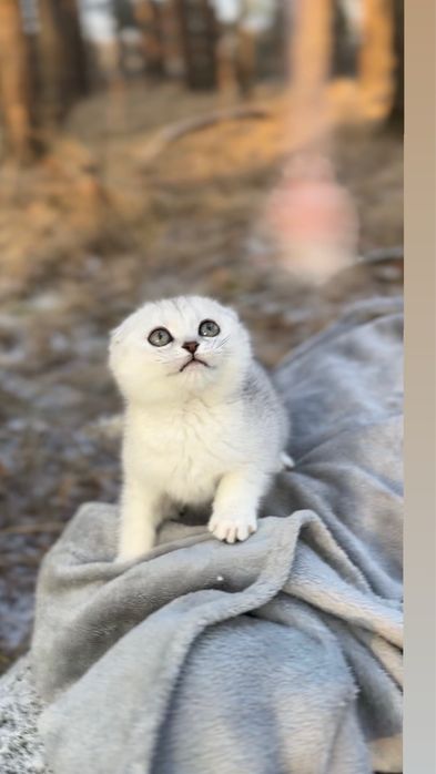 Фолд висловушка шотландка чист породиста киця дівчинка шиншила