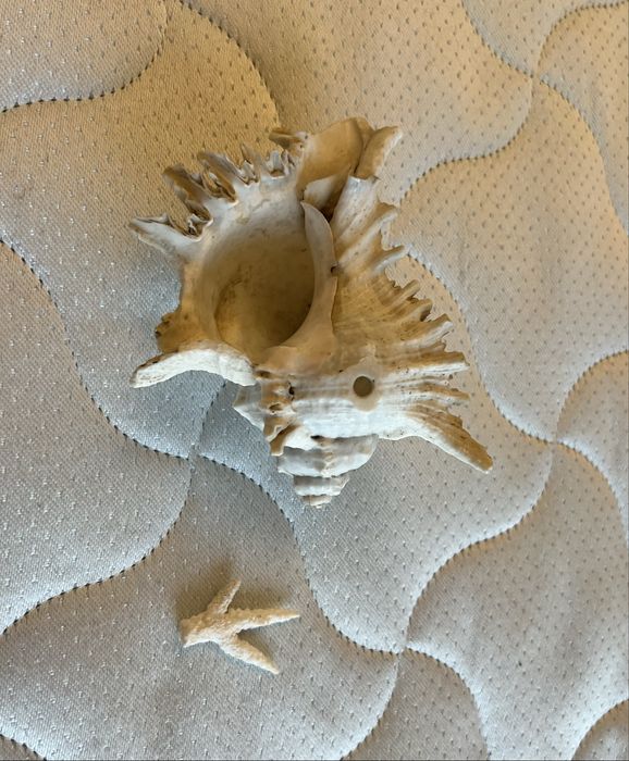 Велика океанічна Мушля та корал