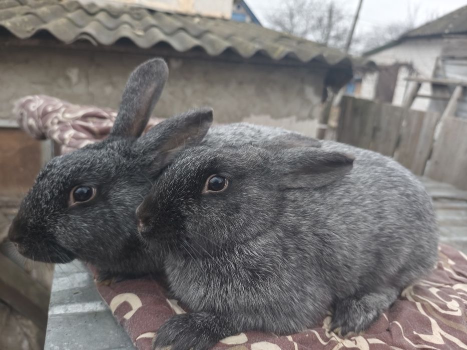Полтавське срібло