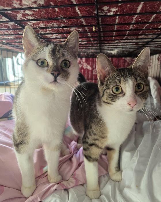 Piękne kociaki szukają domów