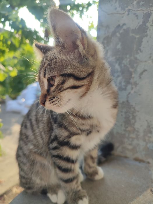 Отдам котят в хорошие руки.