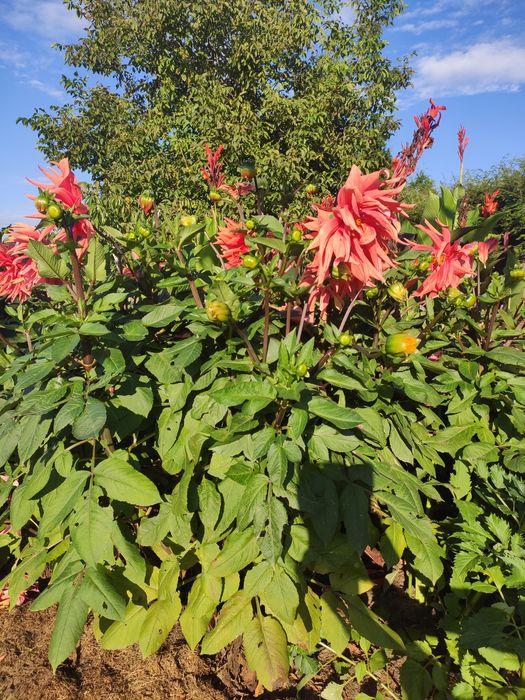 Dalia talerzowa i strzępiasta