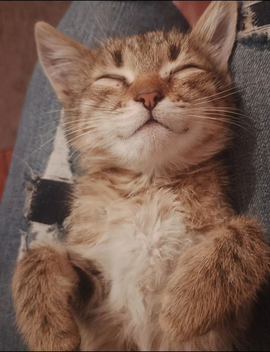 ласковые малыши очень ждут, когда хоть кто-то их полюбит.