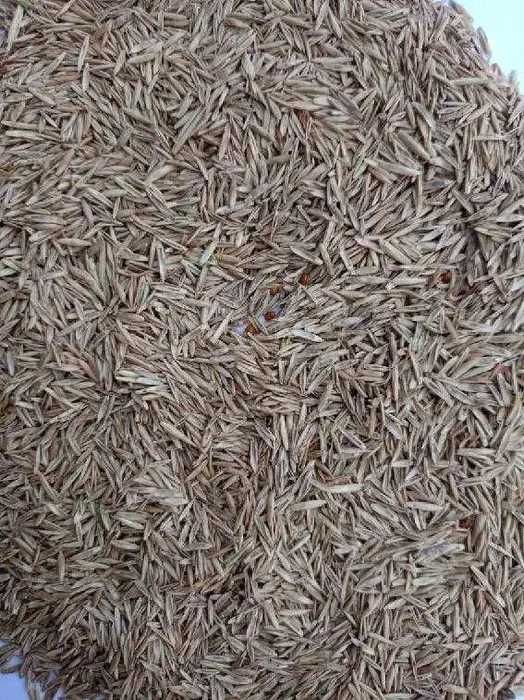 Mix życic, szybko rosnąca. WYSYŁKA GRATIS!!