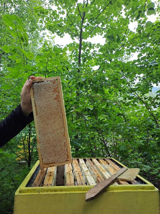 Miód wielokwiatowy z gospodarstwa pasiecznego  z 2024 r.