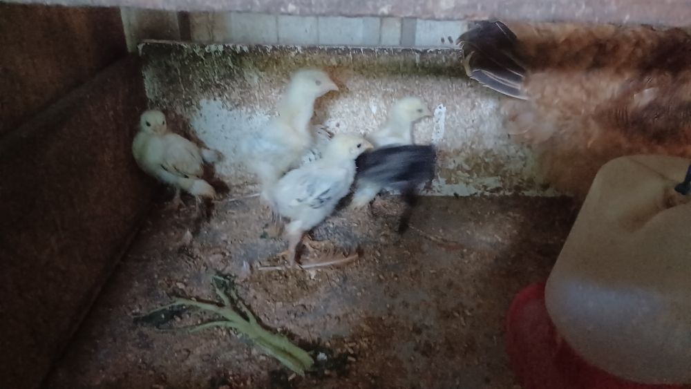 Pintos brahma light e dark .