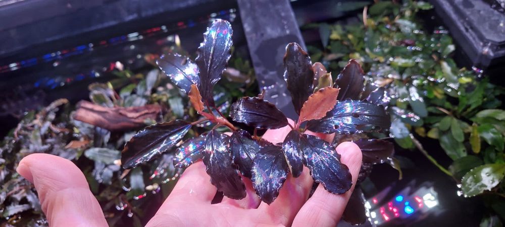 Bucephalandra  Hellfire roślina akwariowa