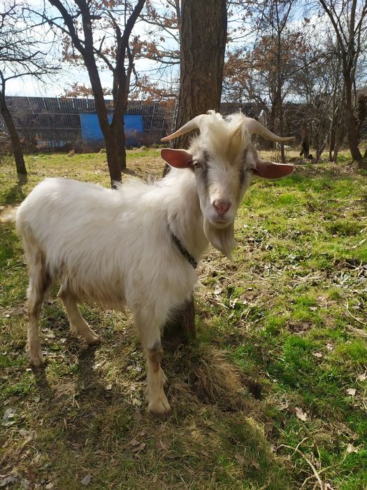 Продається Цап Кузя