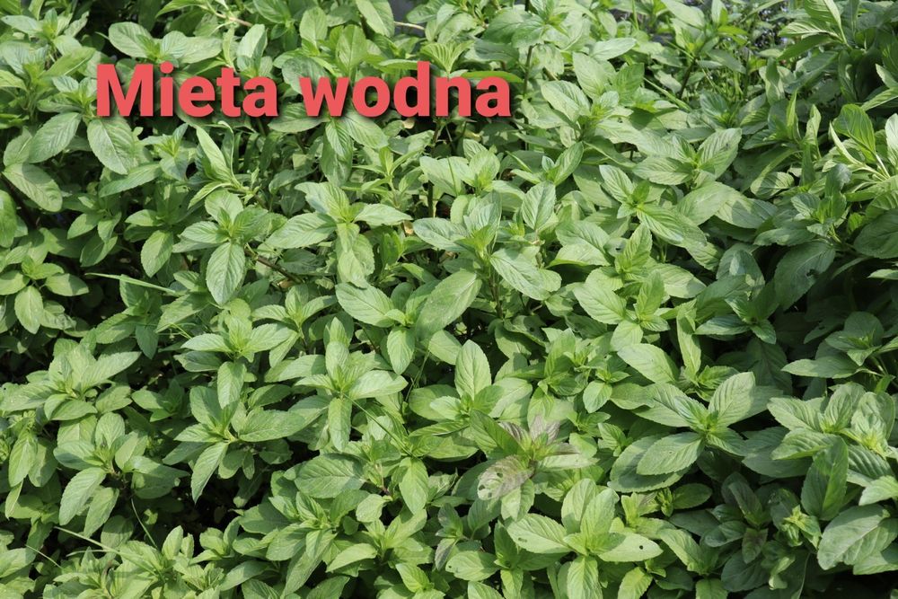 mięta wodna do oczka stawu