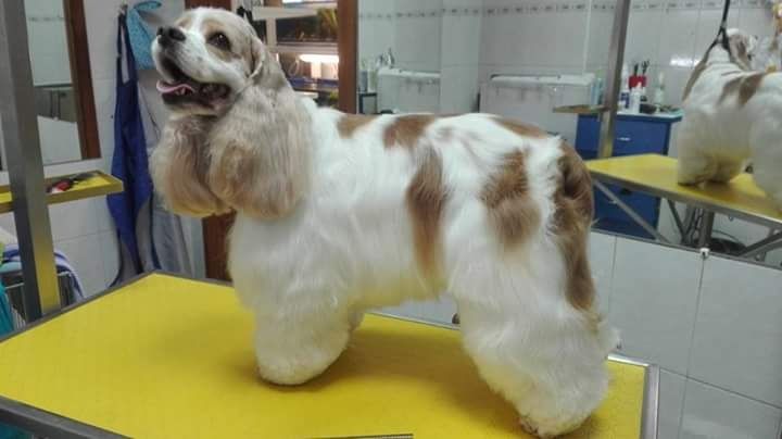 ГРУМІНГ (стрижка собак та котів)