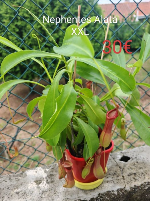 Plantas Carnívoras