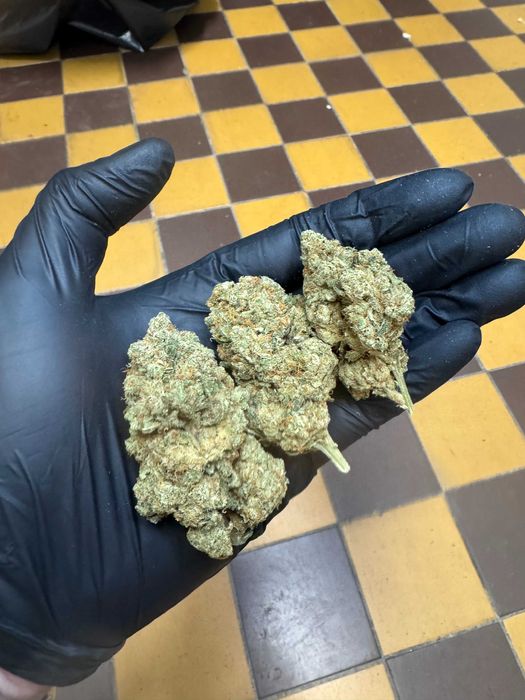 Susz CBD indoor Amnesia hydro 100g KMWTW