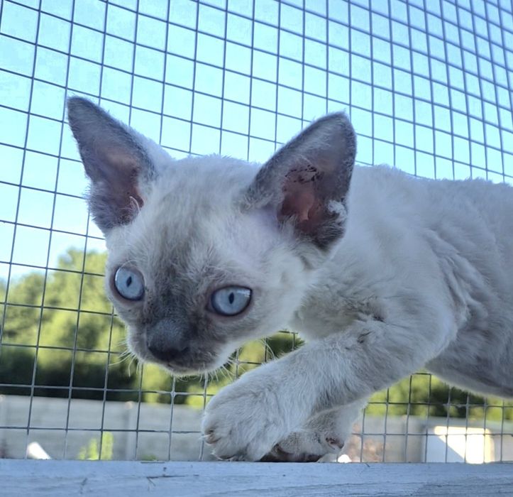 Śliczny mały devon rex FPL -  możliwość rezerwacji