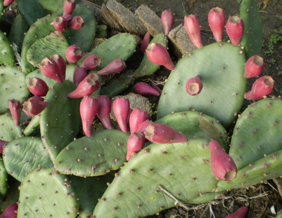 Опунция уличная - листики с корнями