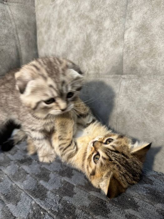 Шотландська прямовуха