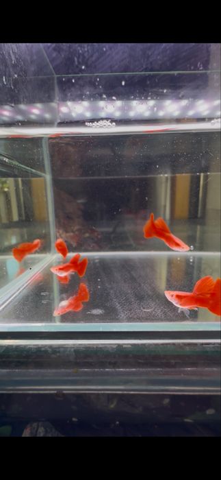 Guppys Full Red Albinos (casal)