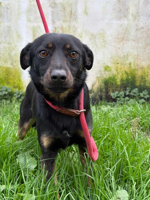 Cadela para adoçao ( Daisy)