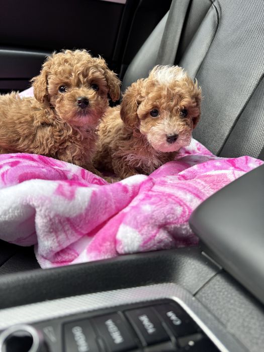 Міні хлопчикт мальтипу