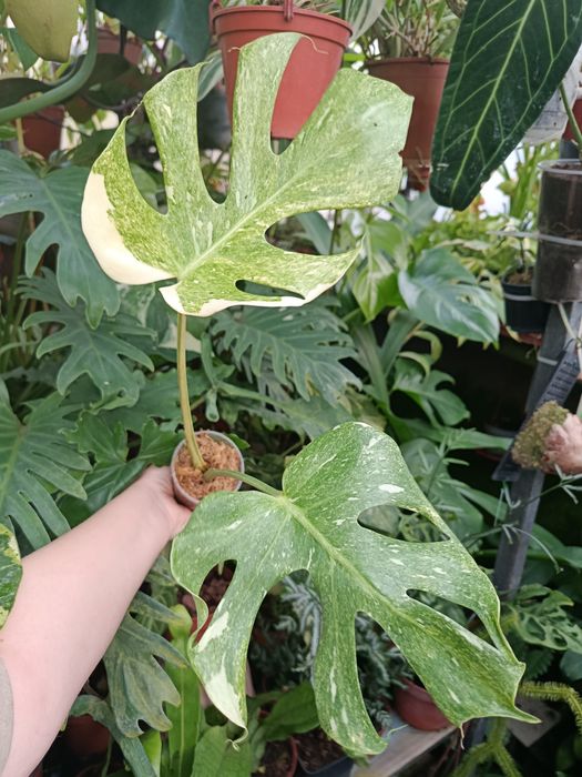 Монстера monstera platinum