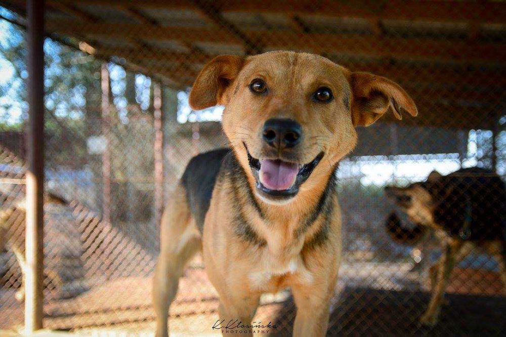 Aron - spokojny psiak szuka kochającego domu!