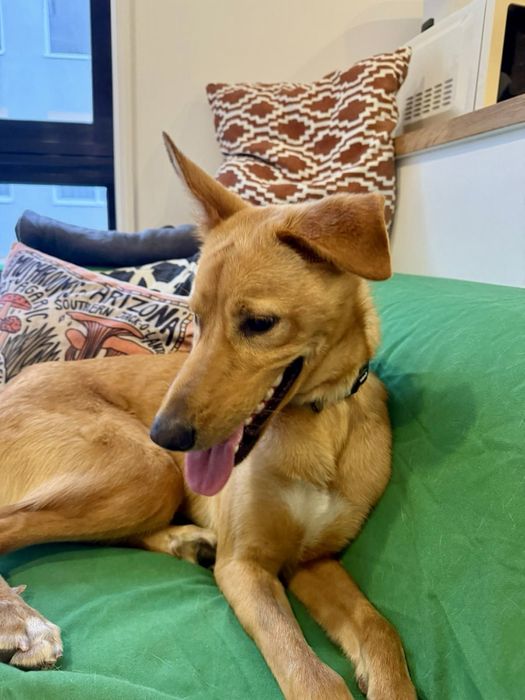 Cão macho para adoção responsável