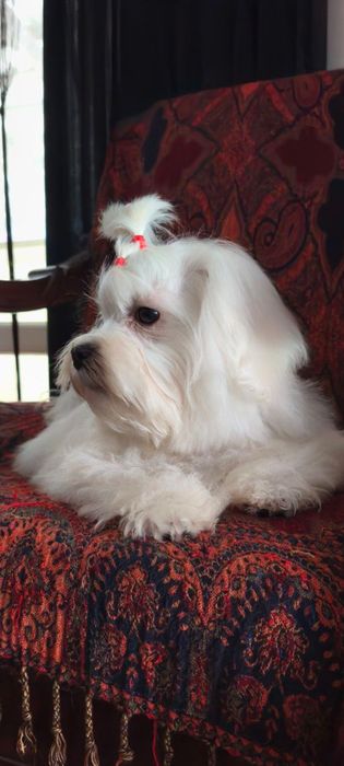 Мальтійська болонка КСУ  дівчинка