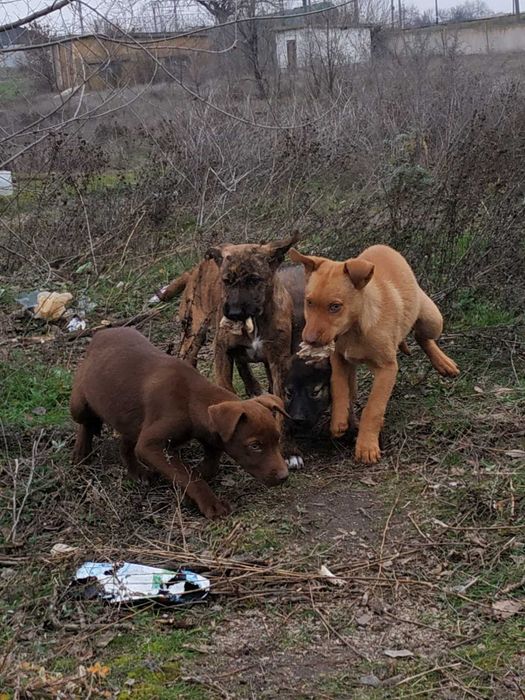Отдам щенков ,есть девочки и мальчики!