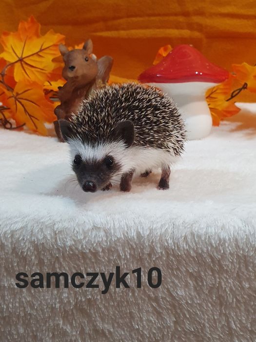 Jeż pigmejski Jeż afrykański