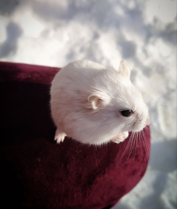 Хом'ячки дженгарики